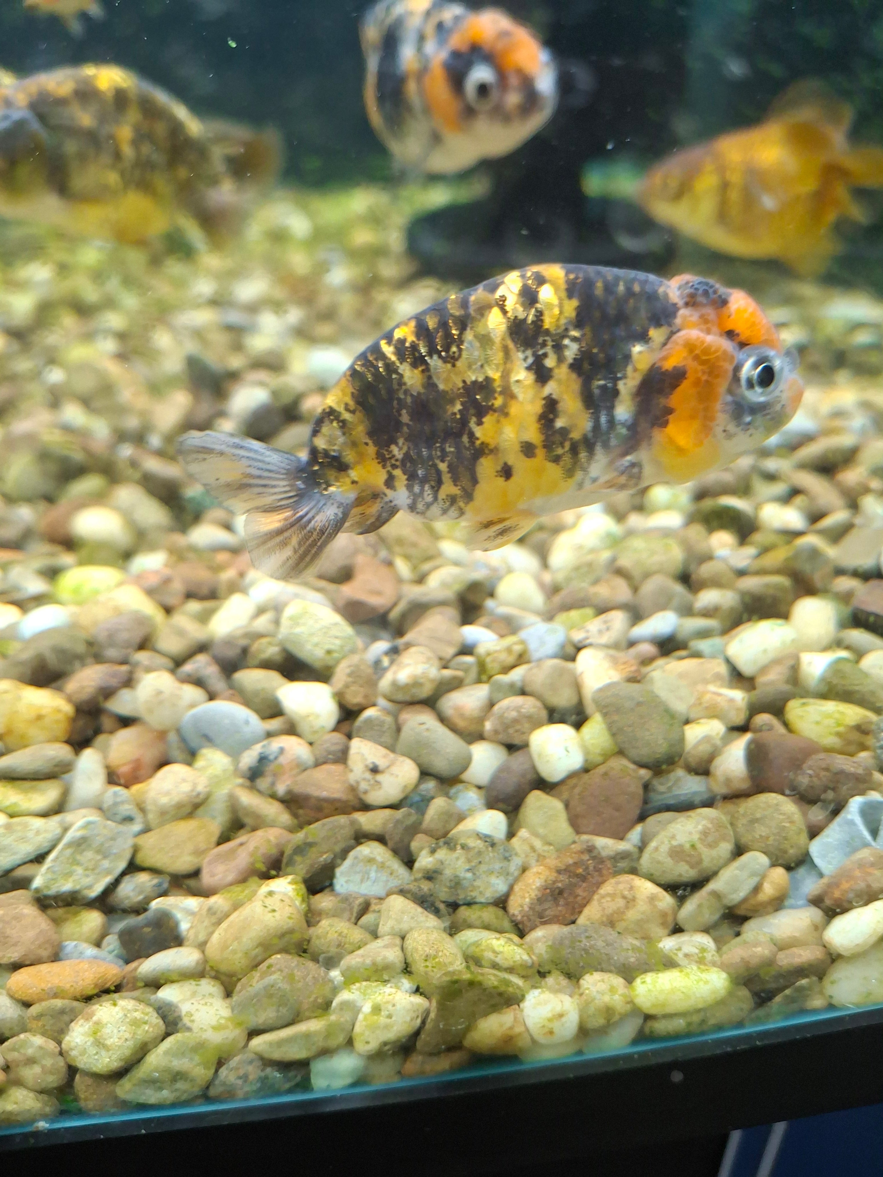 Tiger/calico ranchu