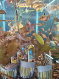 Dwarf aquarium lily