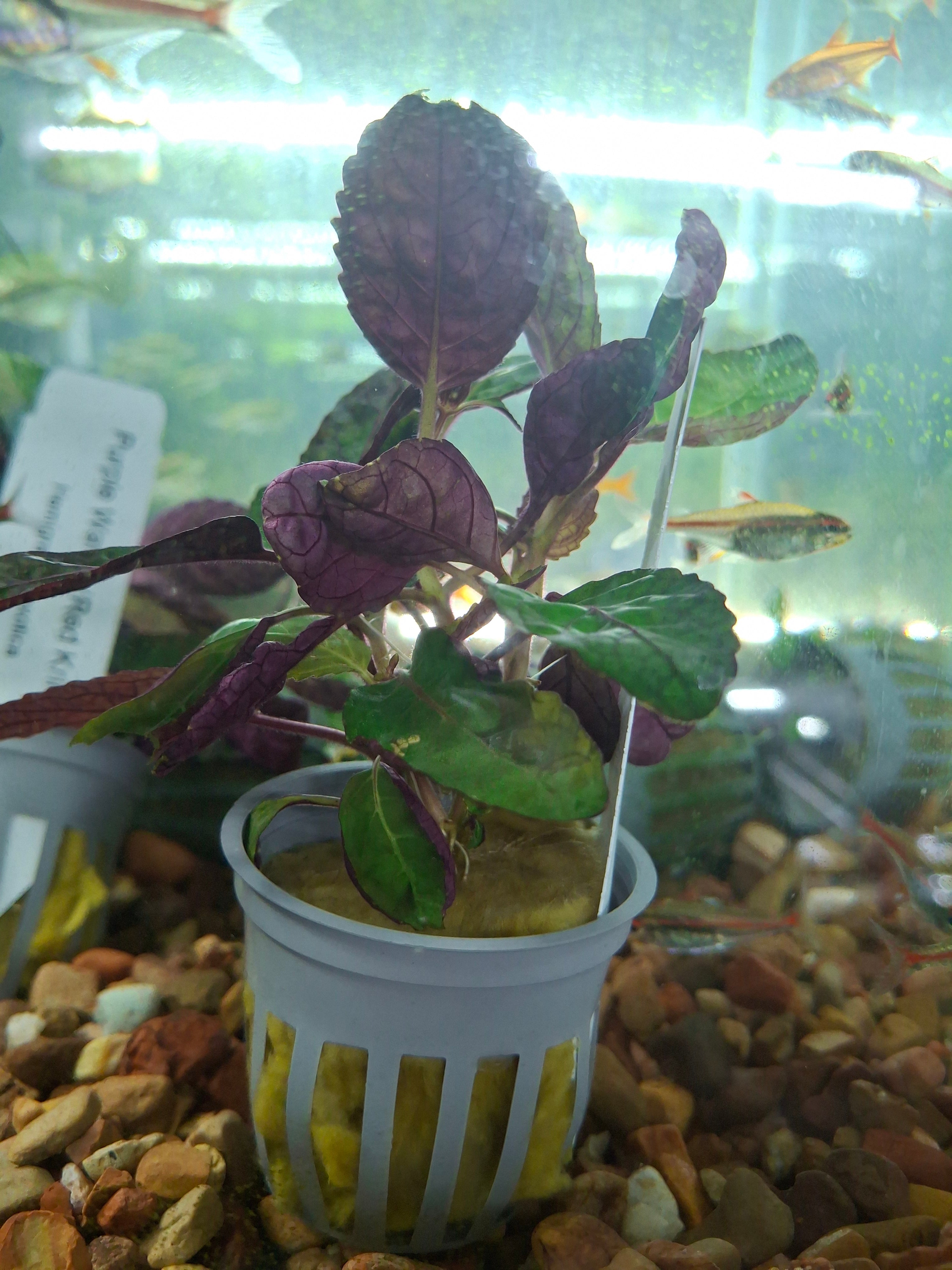 Purple waffle potted