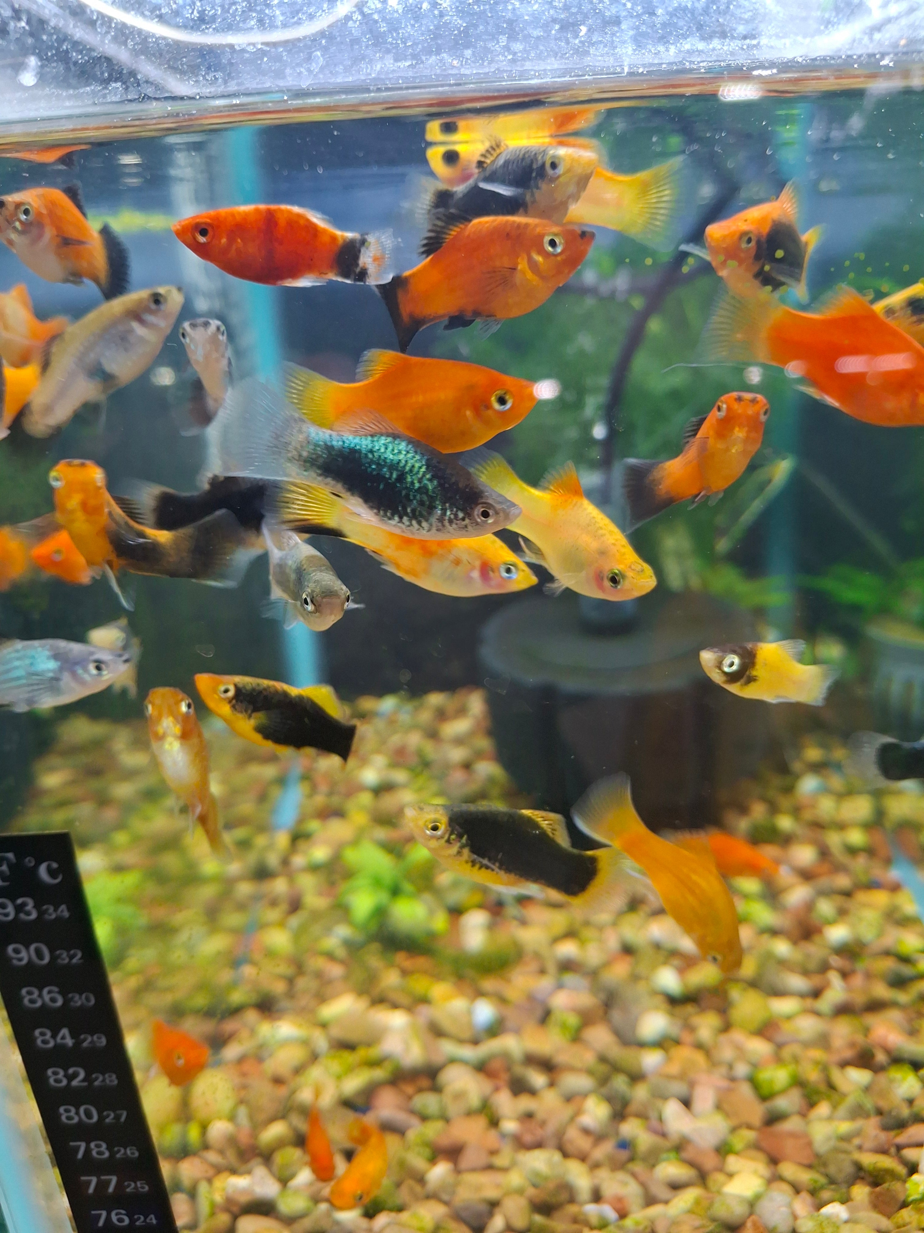 Skittles pack of platys