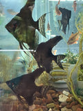 Double black angelfish