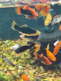 Skittles pack of platys