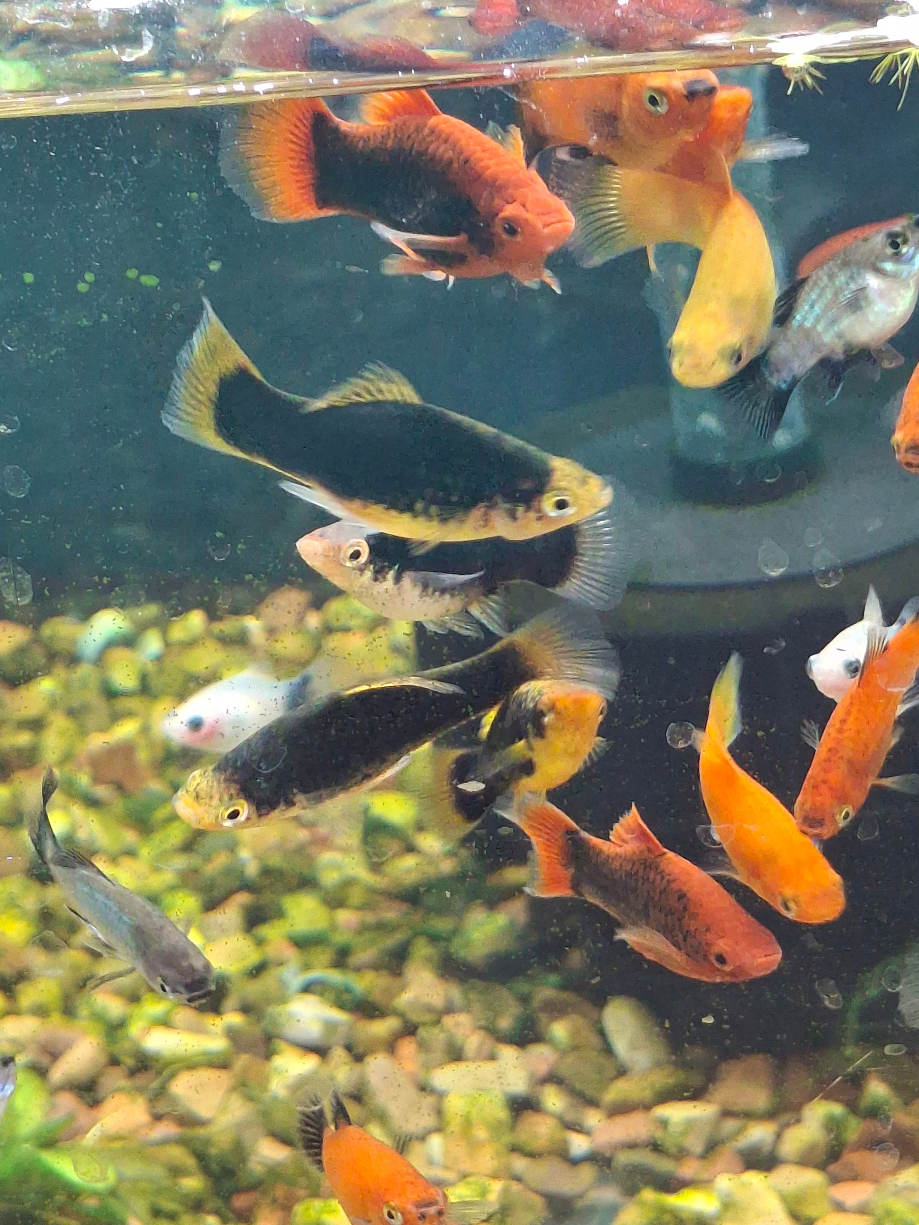 Skittles pack of platys