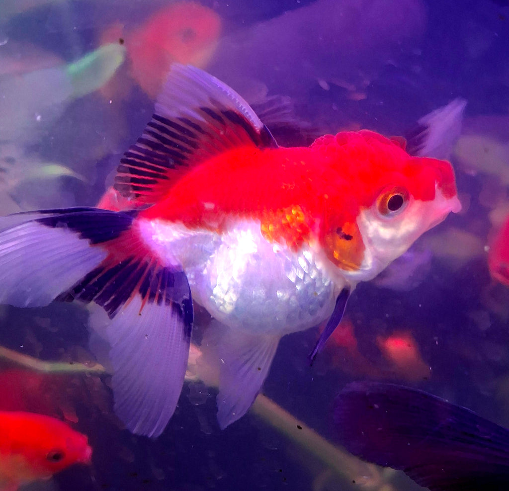 Thailand tricolor oranda