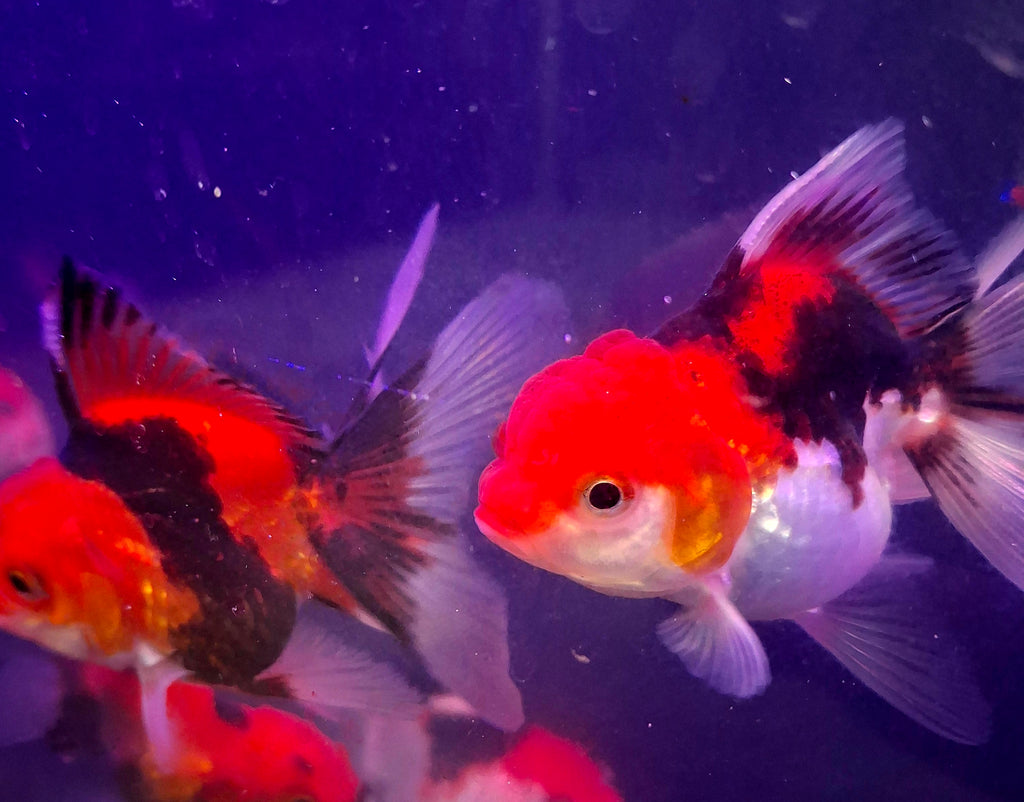 Thailand tricolor oranda