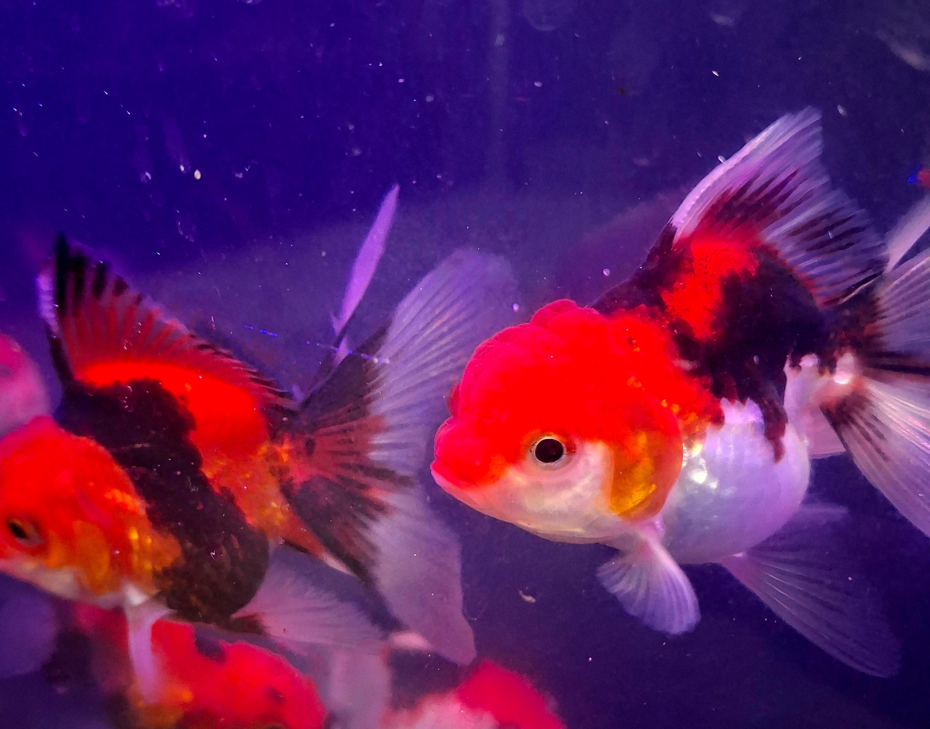 Thailand tricolor oranda