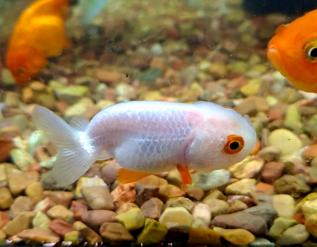 Red and white ranchu