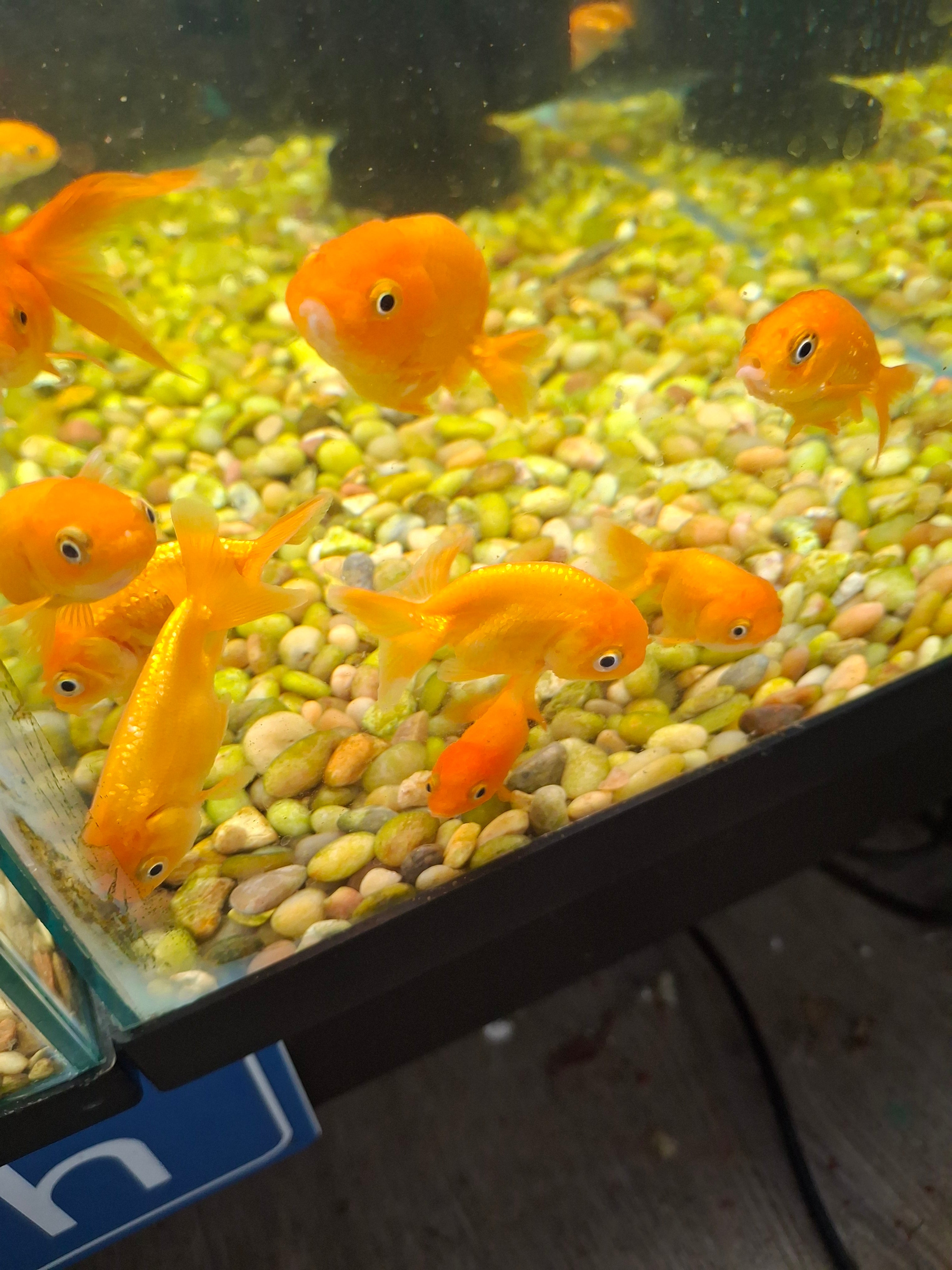 Red ranchu