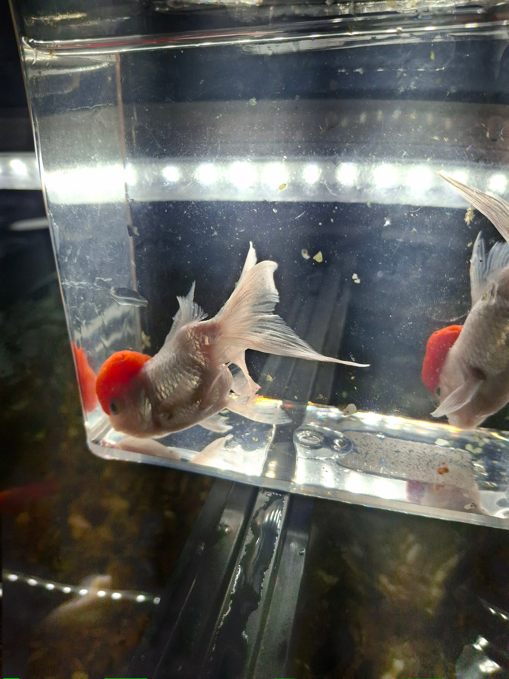 Red cap oranda