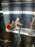 Red cap oranda