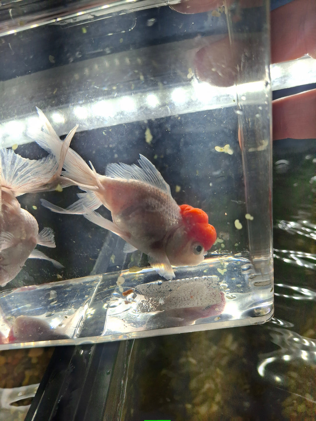 Red cap oranda