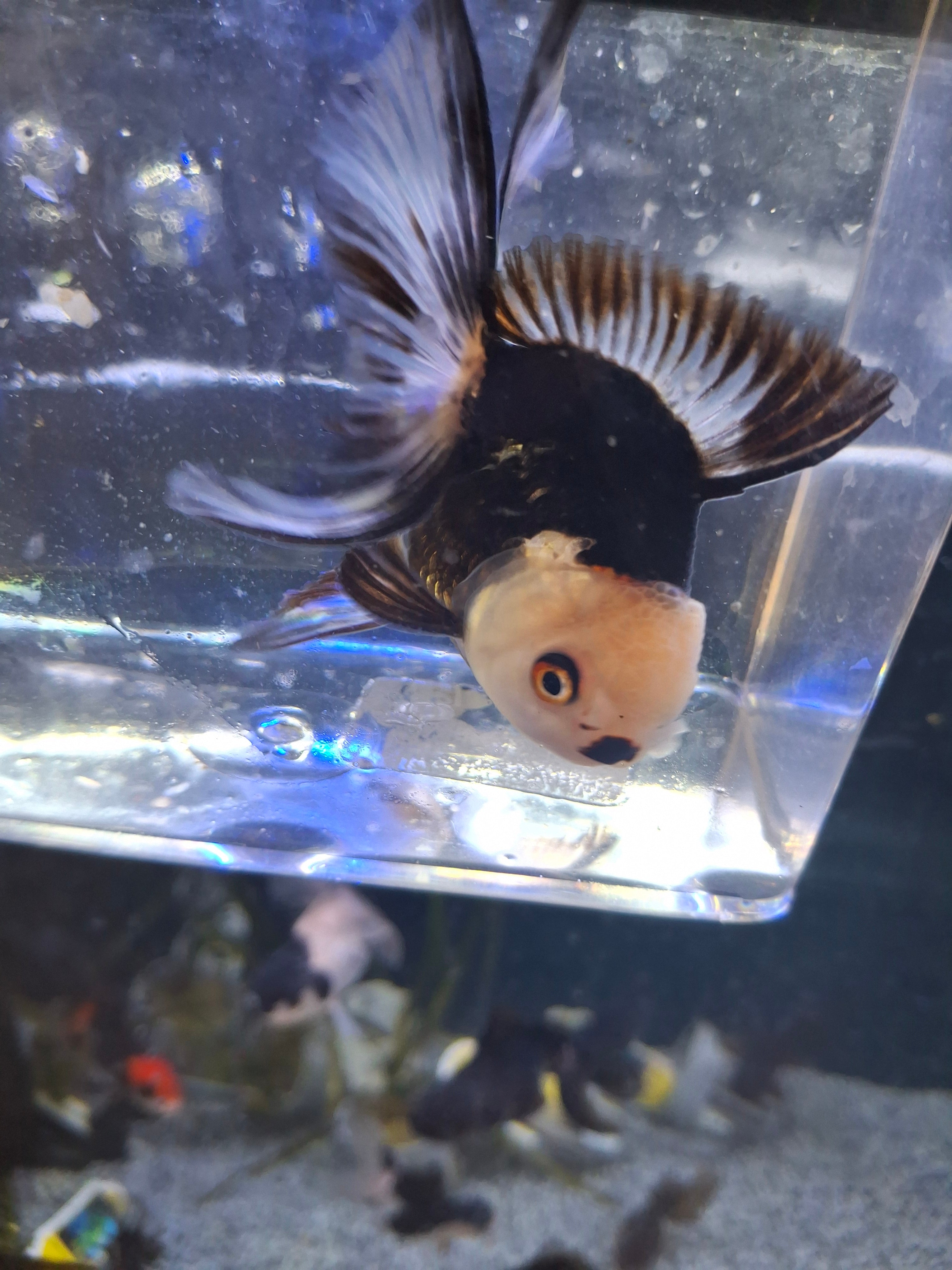 Panda oranda