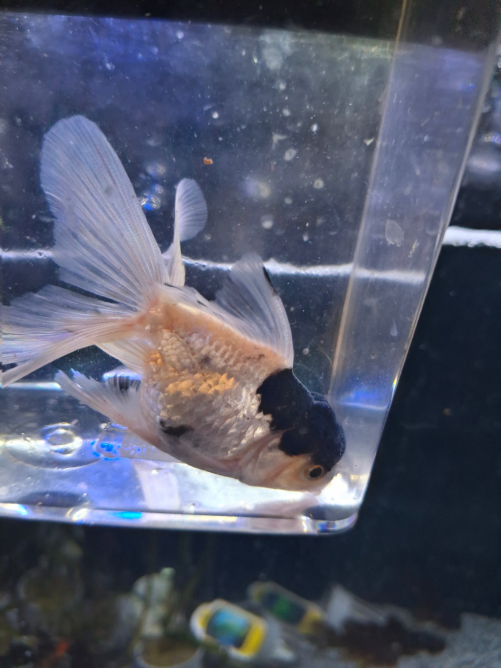 Panda oranda