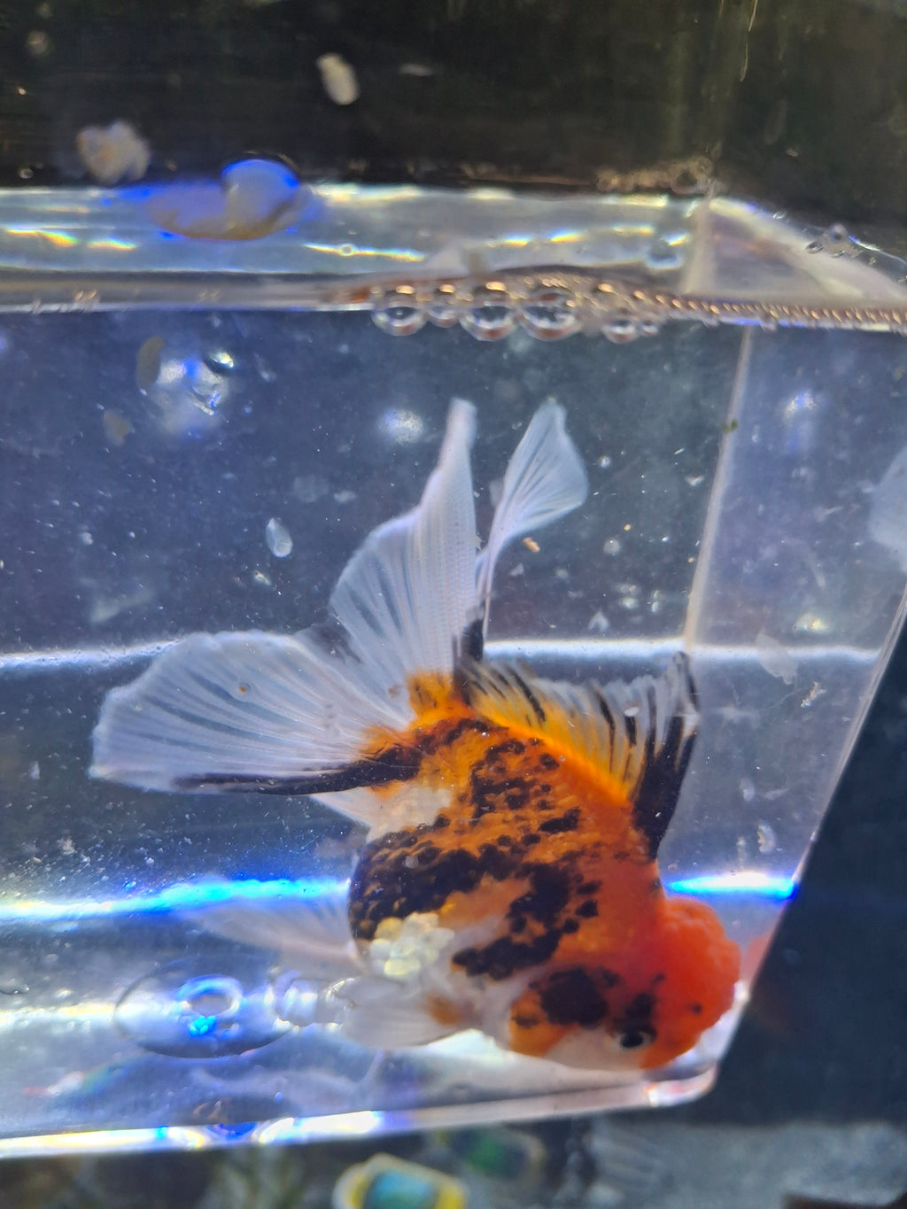 Thailand tricolor oranda