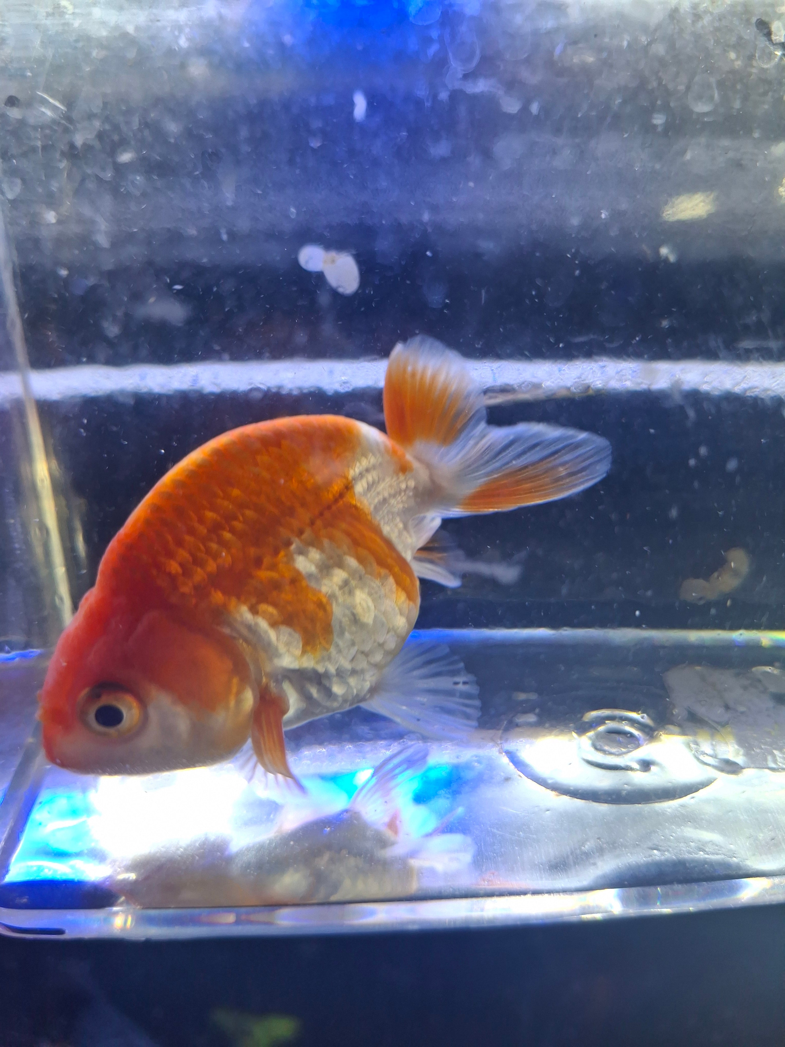 Red and white ranchu