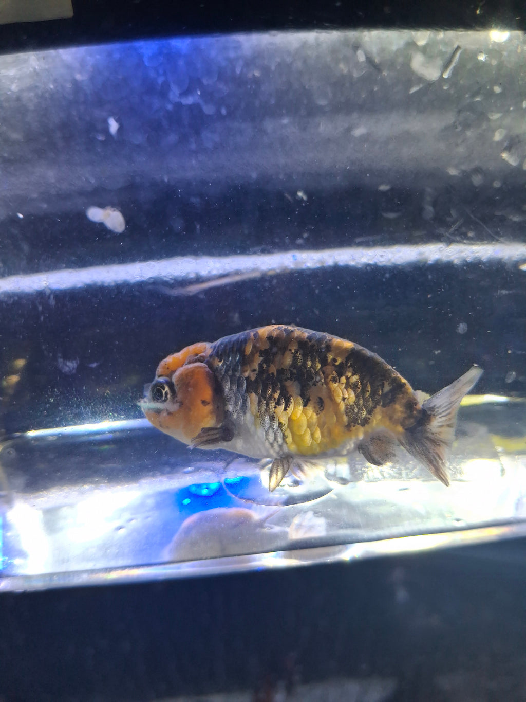 Tiger/calico ranchu
