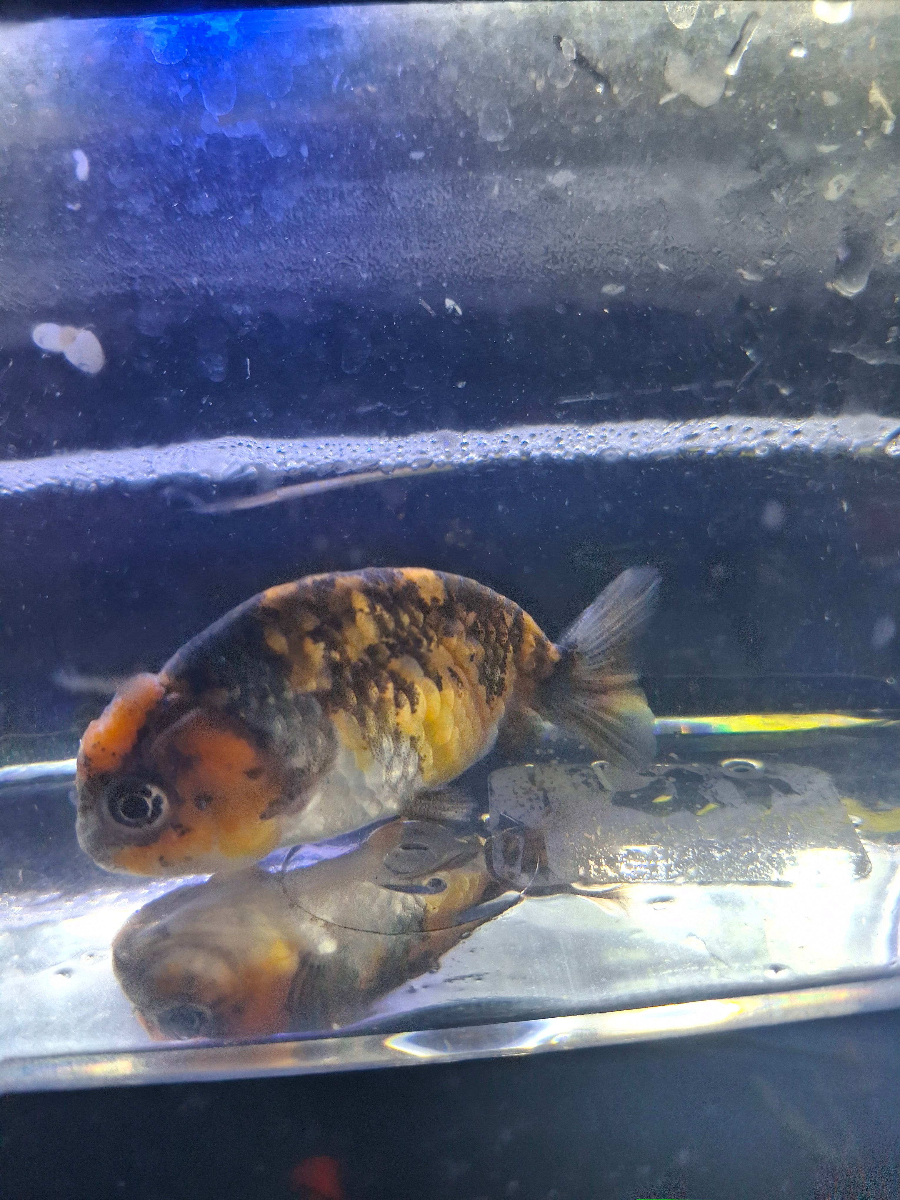 Tiger/calico ranchu