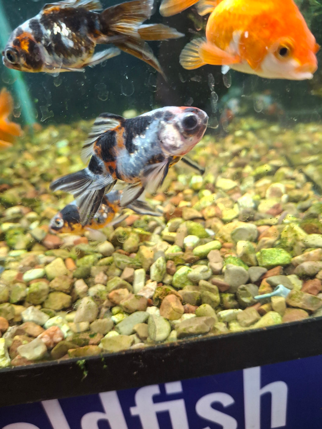 Calico RYUKIN