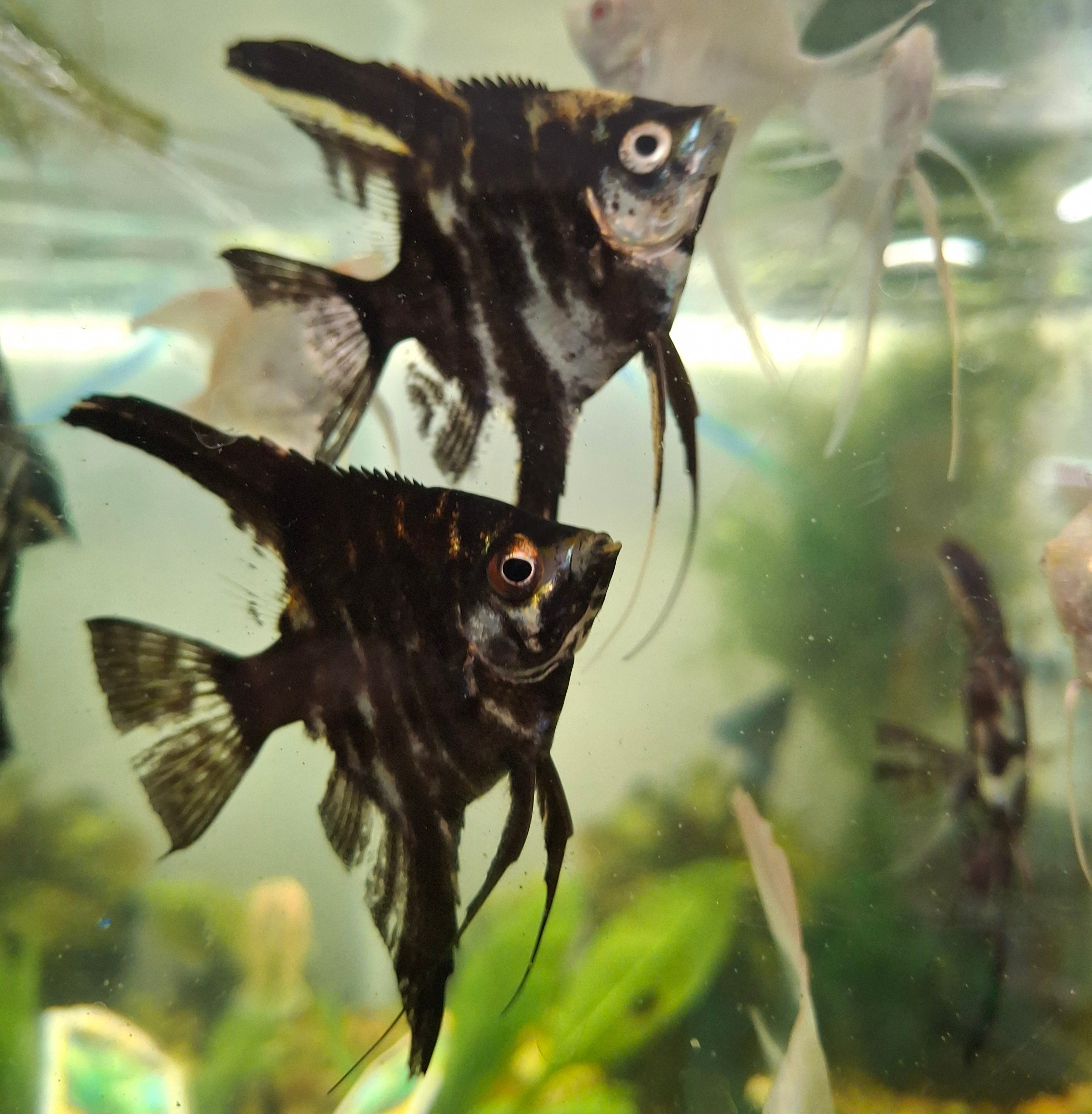 Black and gold marbled angelfish