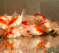 Red and White Oranda