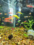 Skittle pack of Glow danio