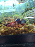 GIANT betta females