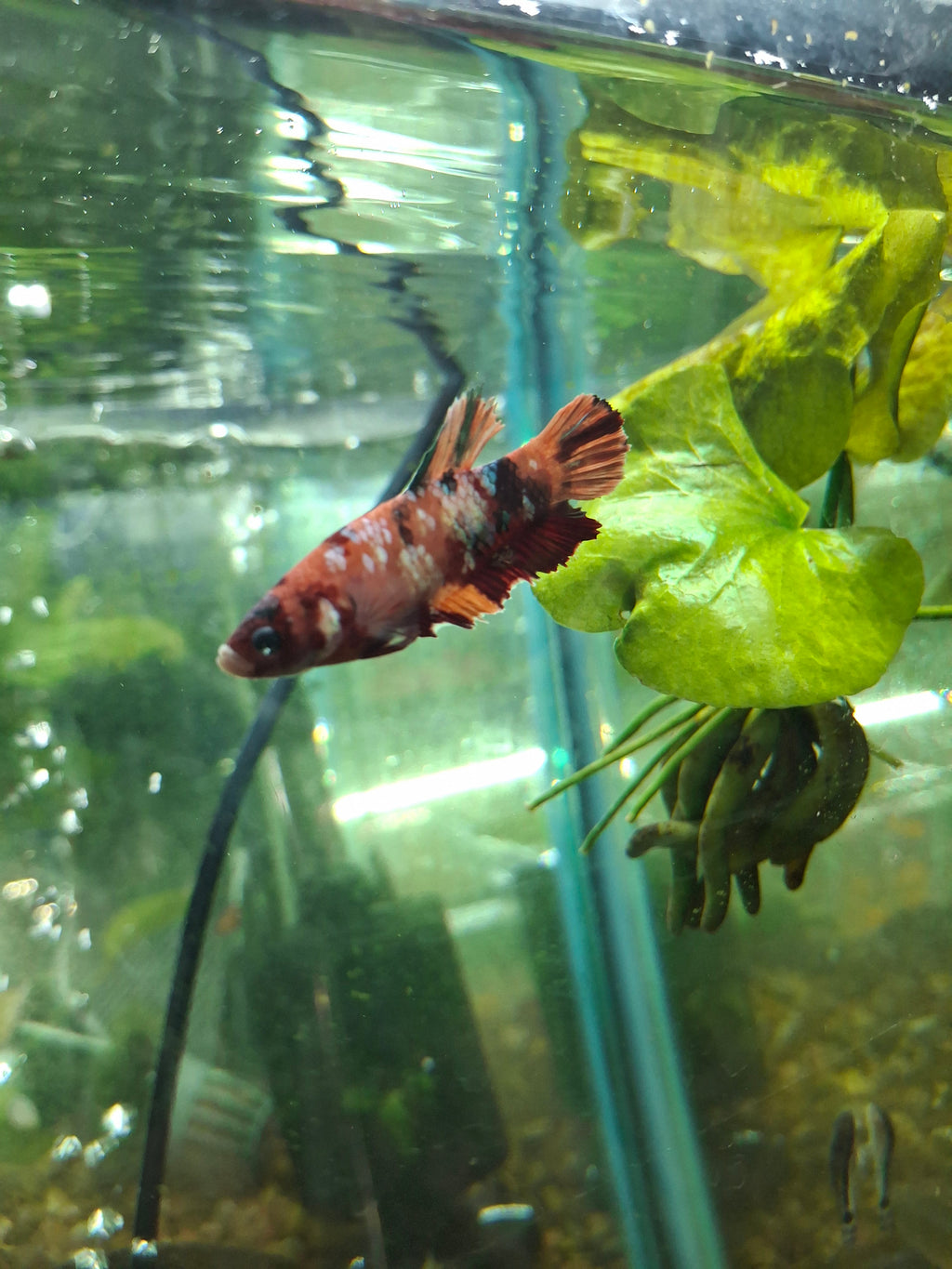 GIANT betta females