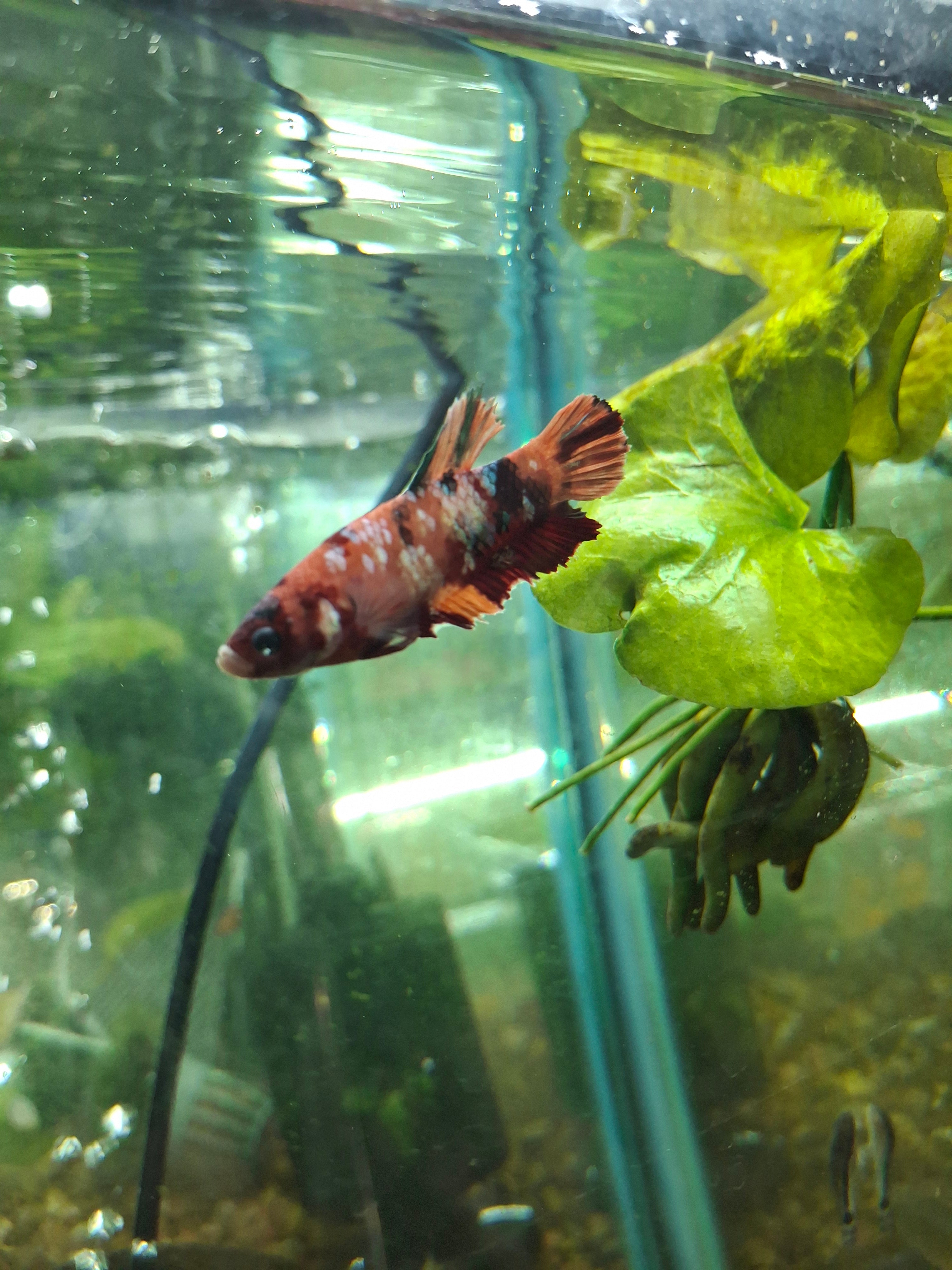 GIANT betta females
