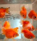 Pearlscale goldfish