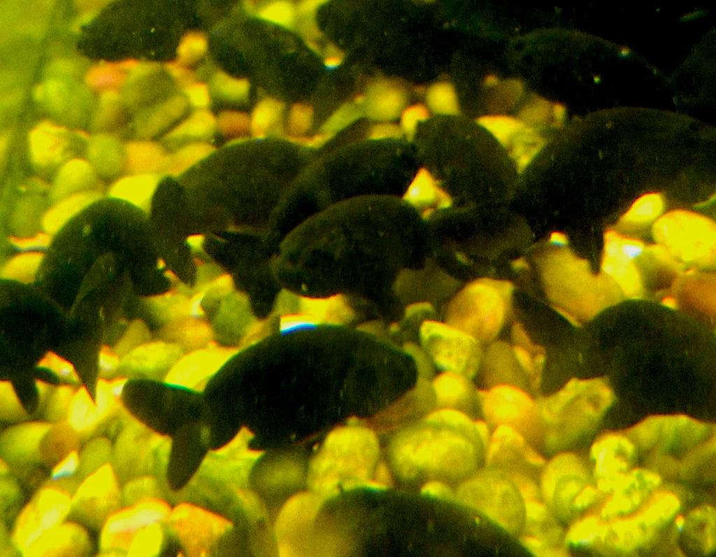 Black Thai Ranchu