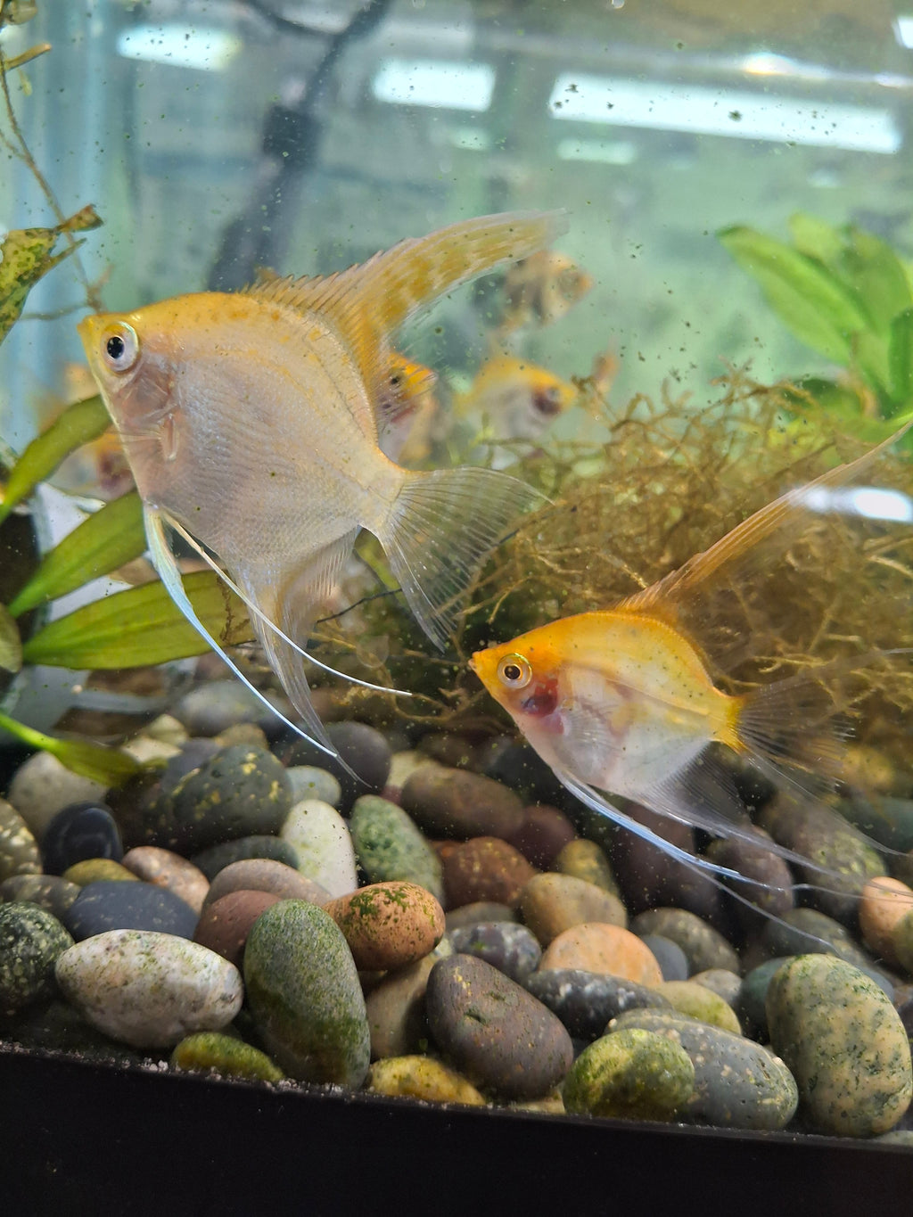 Sunset angelfish
