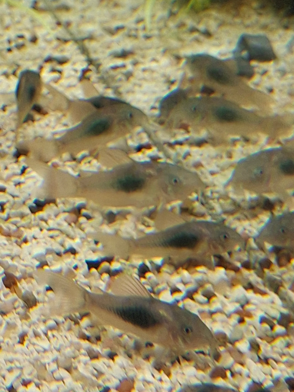 Orange Venezuelan corydoras