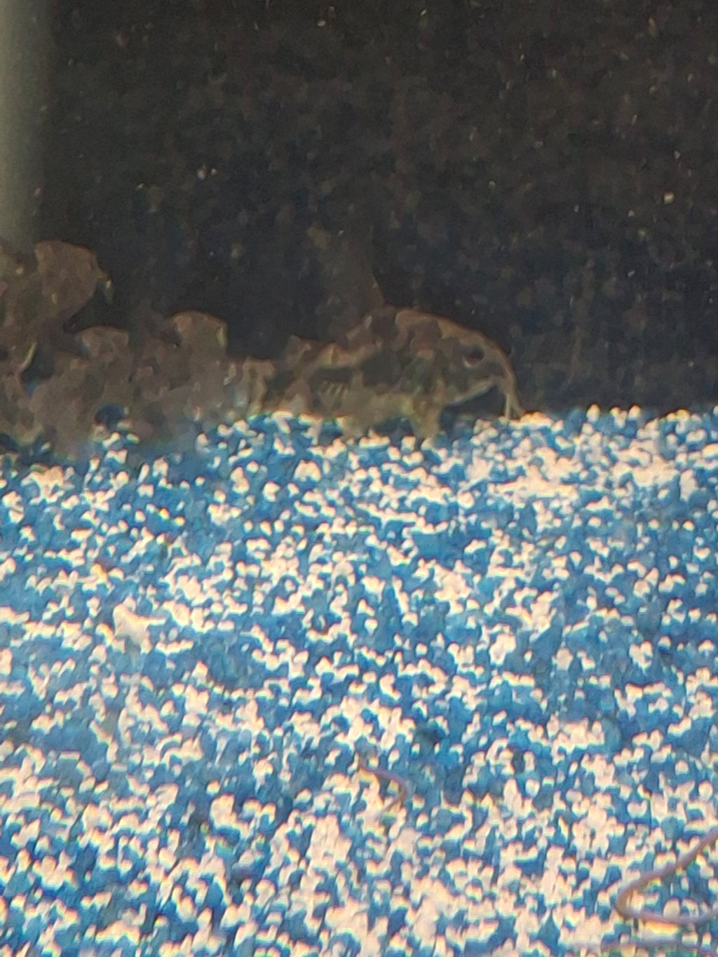 Pepper corydoras
