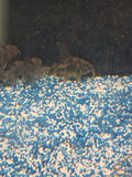 Pepper corydoras