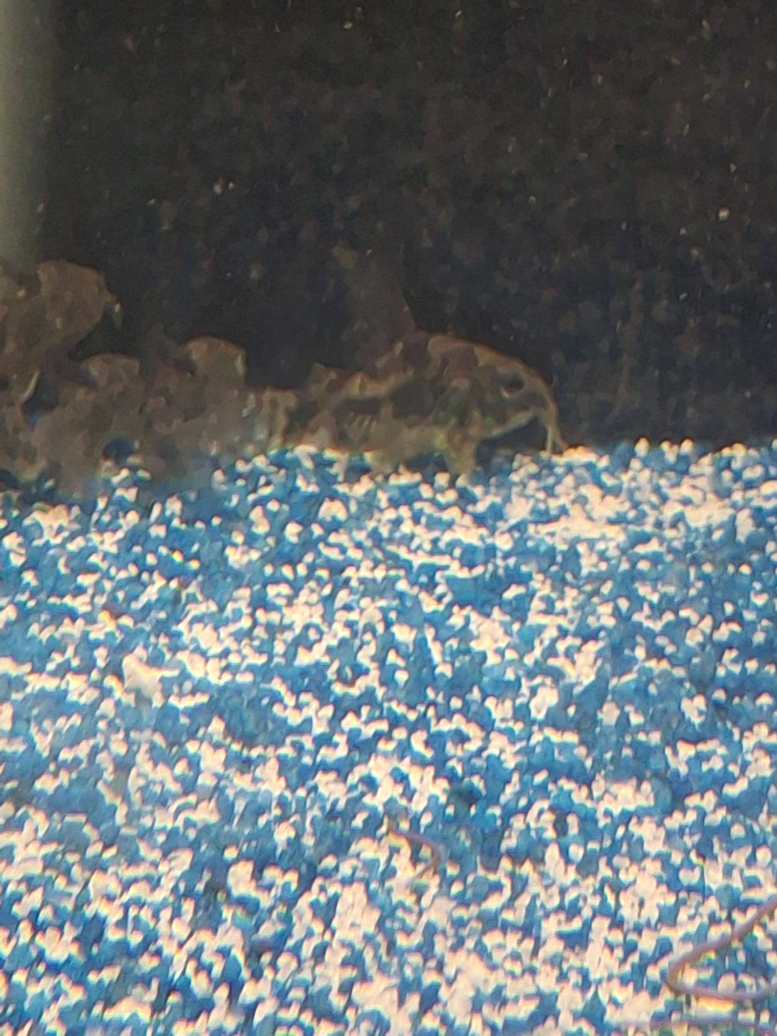 Pepper corydoras