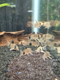 Panda cory