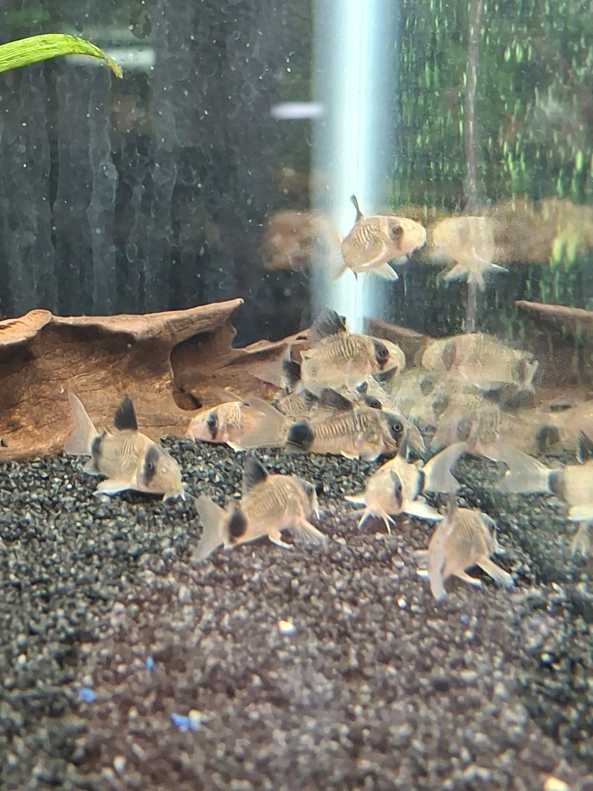 Panda cory