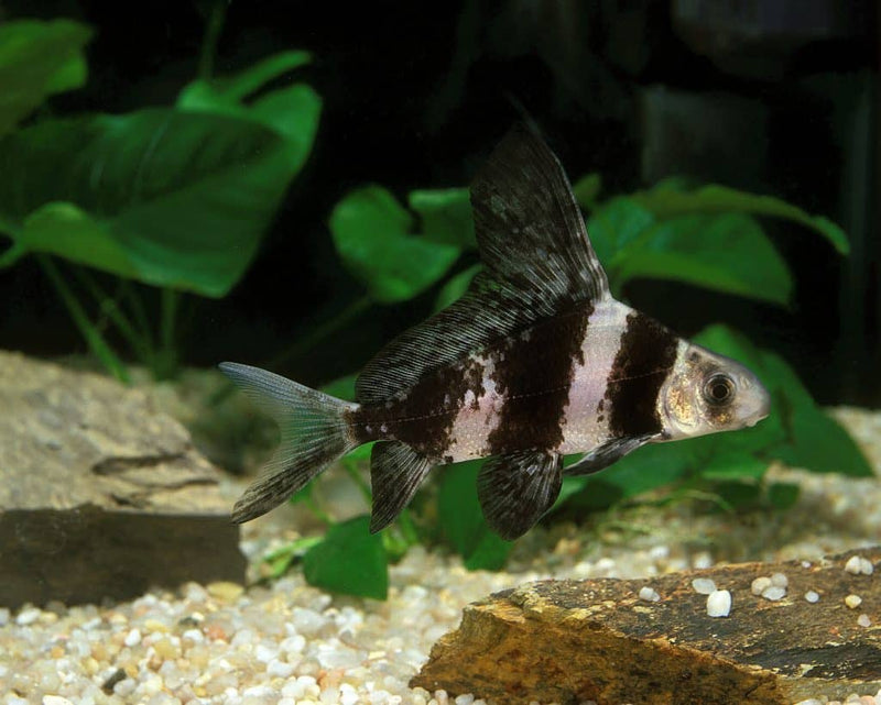 Hi fin banded loach