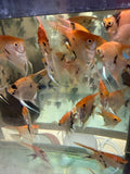Koi angelfish