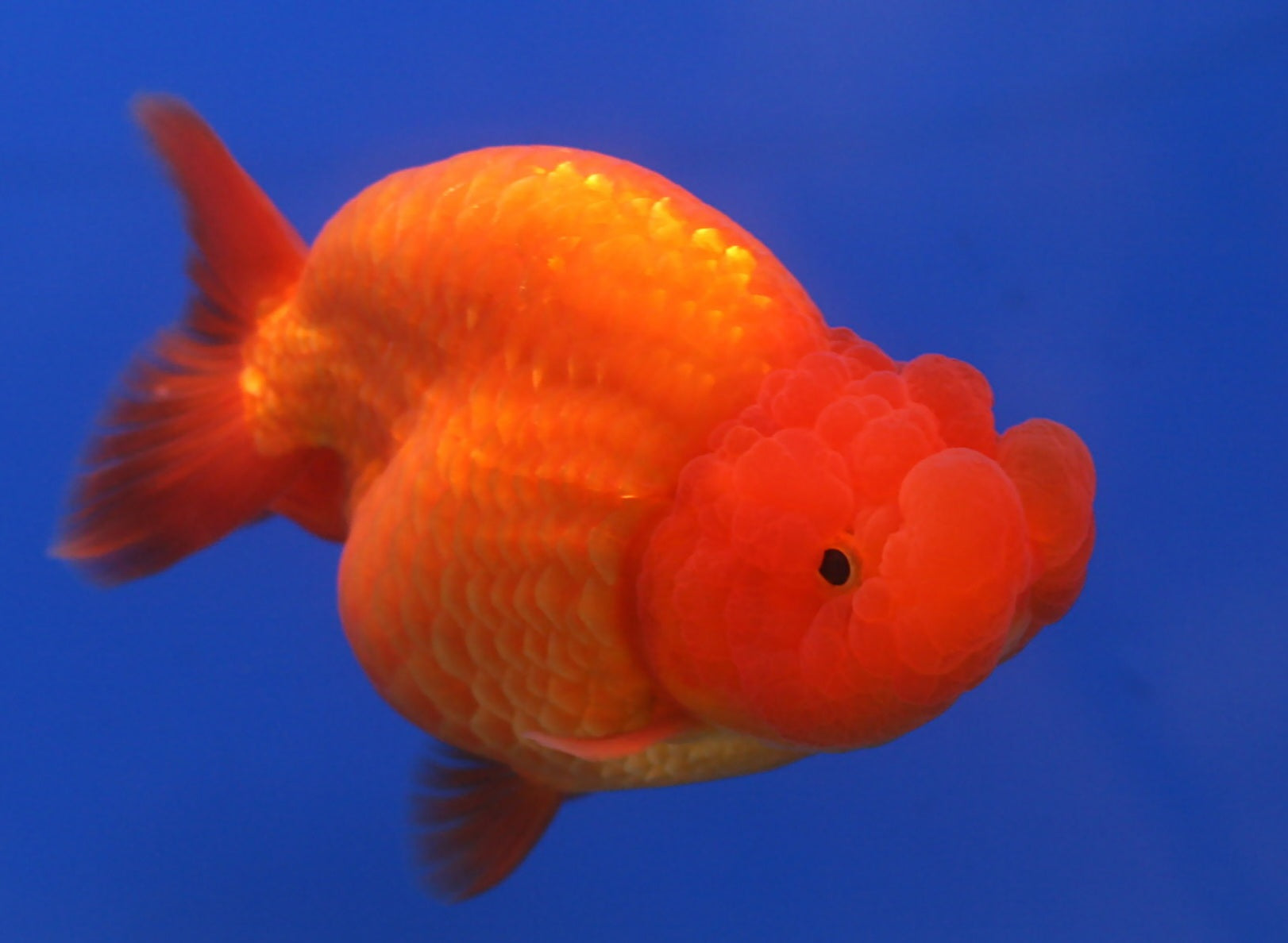 Red ranchu