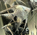 Leopard/smokey angelfish