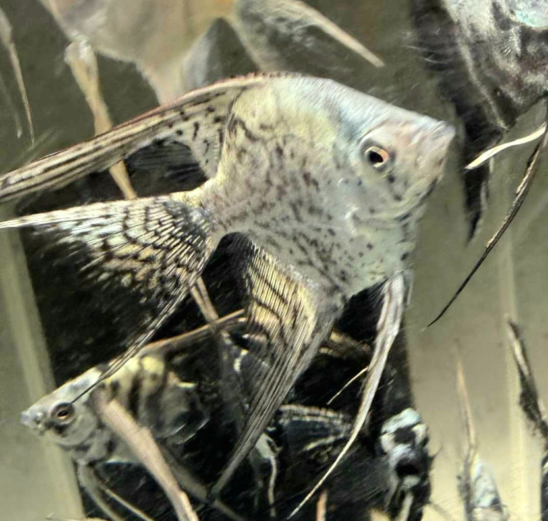 Leopard/smokey angelfish