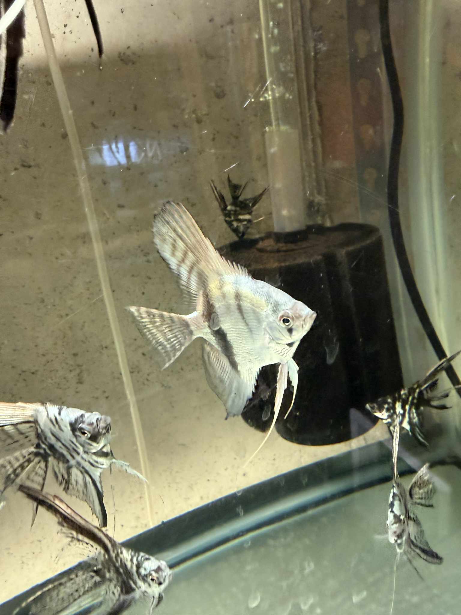 Pinoy blue angelfish