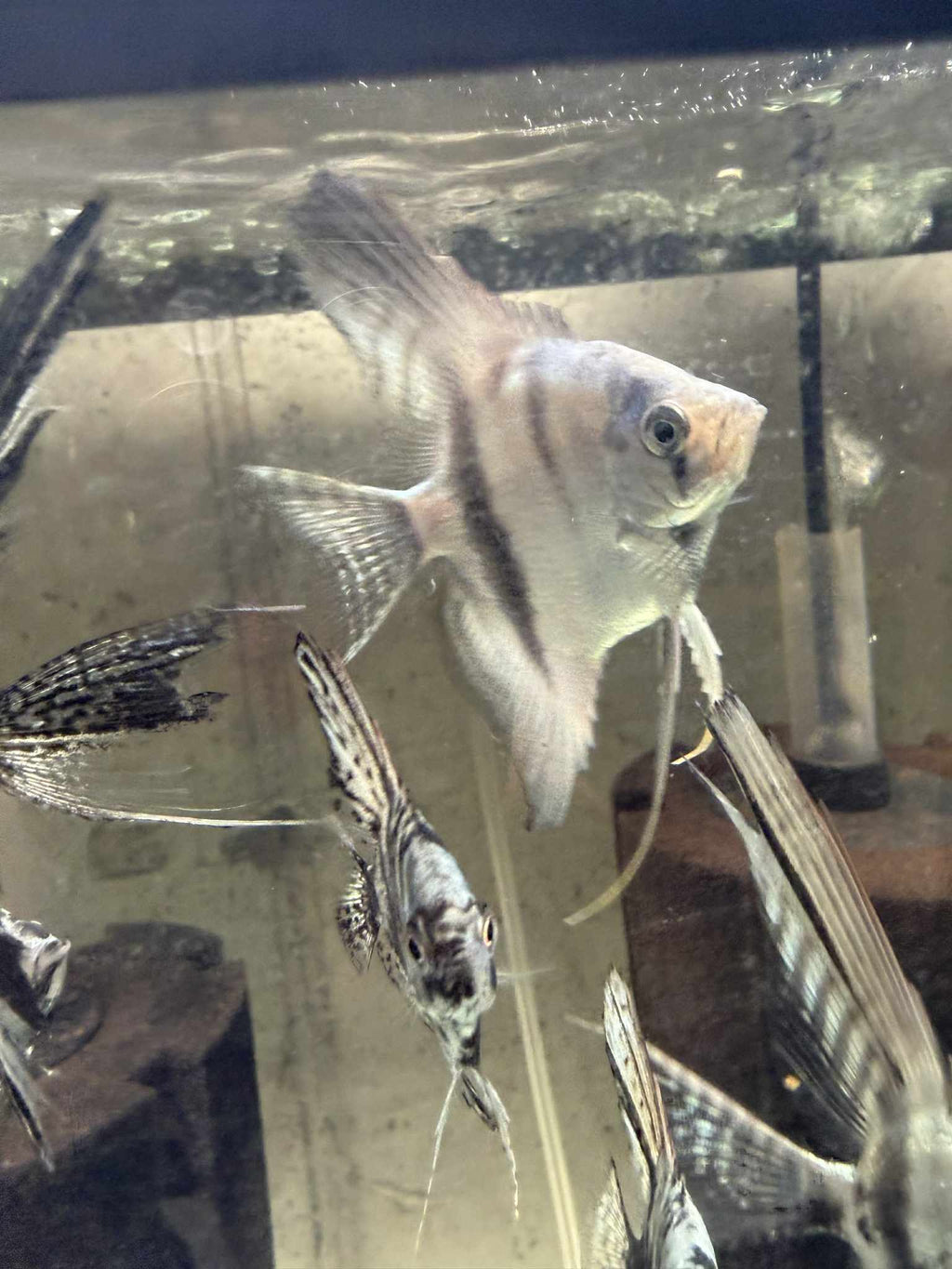 Pinoy blue angelfish