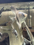 Pinoy blue angelfish