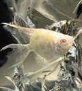 Albino angelfish
