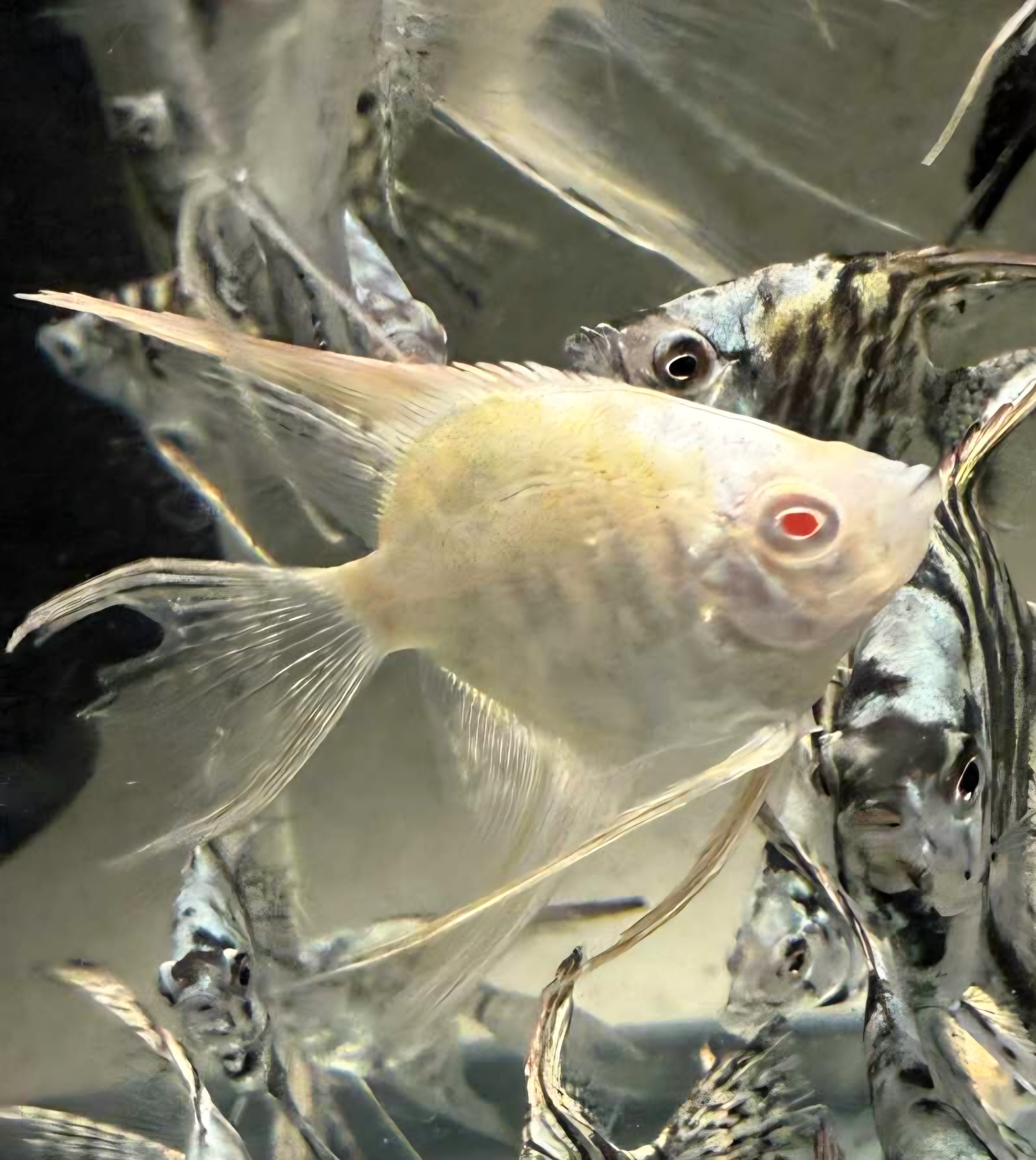 Albino angelfish