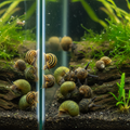 Nerite snail, assorted 10 pack