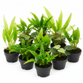 Assorted potted plants, 5 pack
