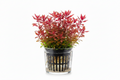 Potted cardinal plant